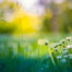 Gänseblümchen auf einer sonnigen Waldwiese im Gegenlicht