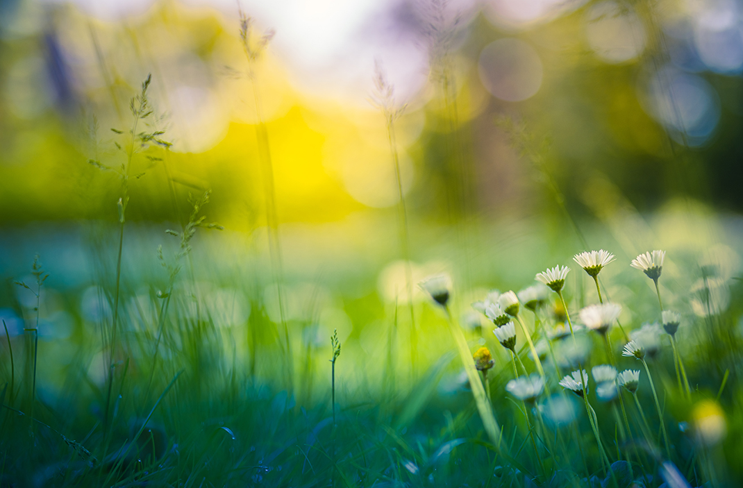 Gänseblümchen auf einer sonnigen Waldwiese im Gegenlicht