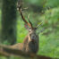 Rothirsch im Wald währdend der Brunftzeit