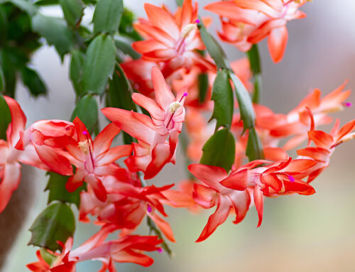 Synodalkonferenz als Weihnachtskaktus?