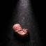 Modell eines Embryos in der zwöften Schwangerschaftswoche.