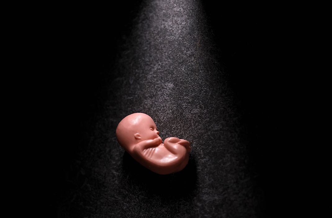 Modell eines Embryos in der zwöften Schwangerschaftswoche.